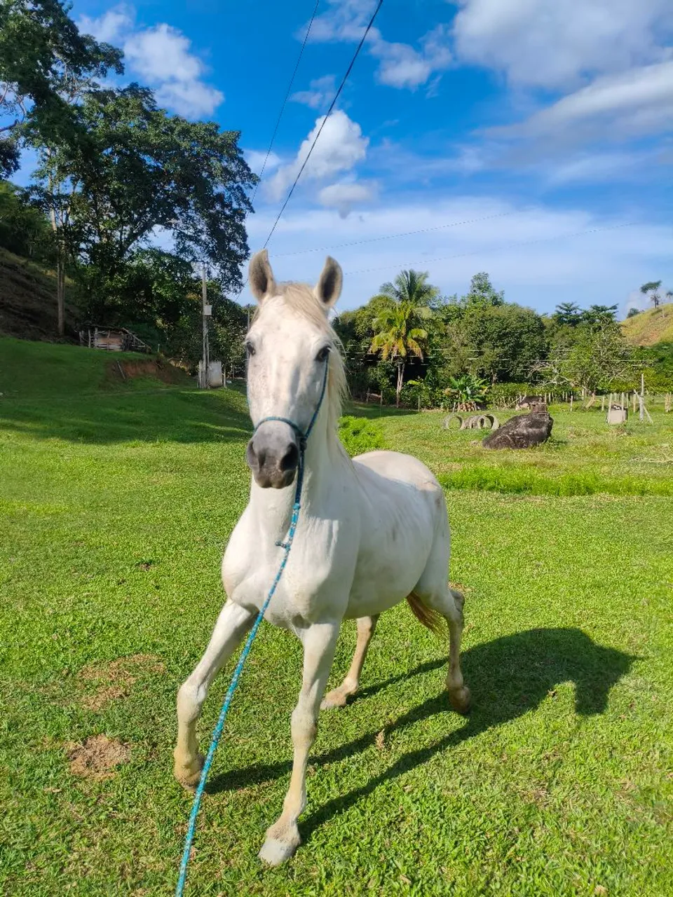 Cavalo Branco - Agropecuária