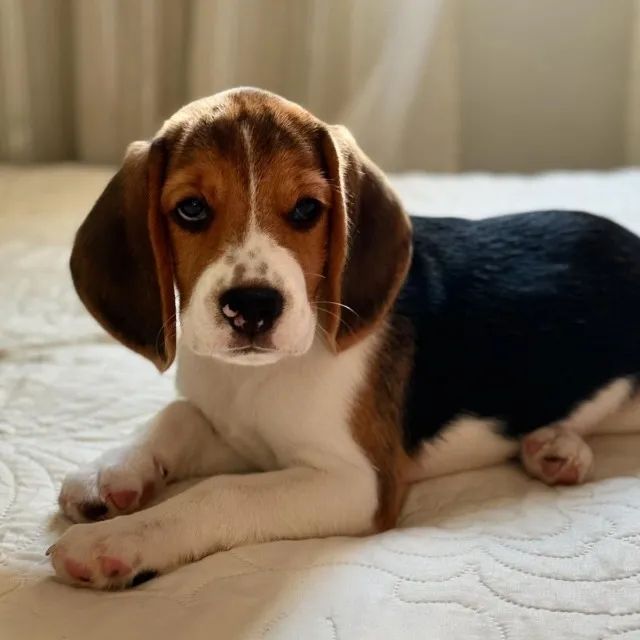 Beagle Alegre e Brincalhão