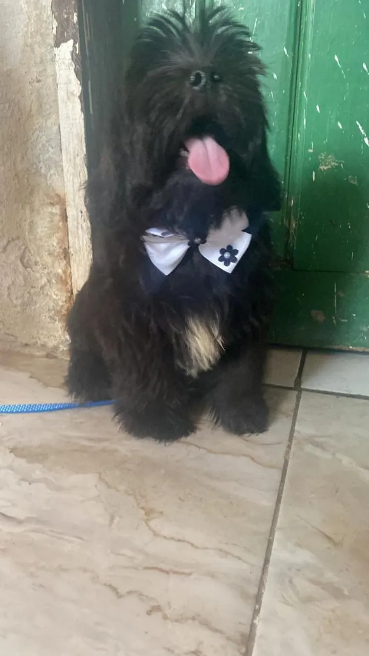Shih Tzu Filhote - Charmoso e Adorável!