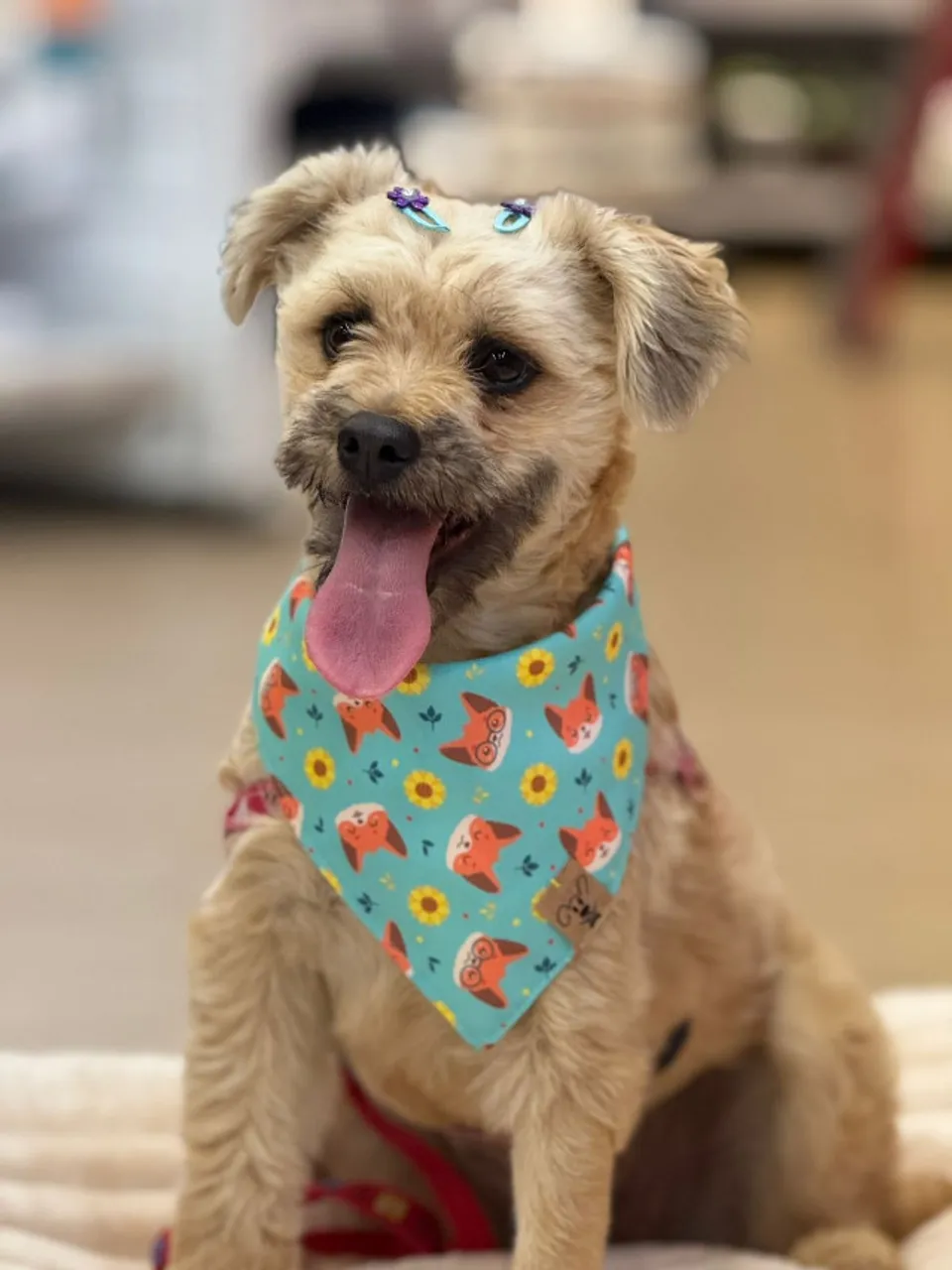 Lindas mestiças poodle para adoção!