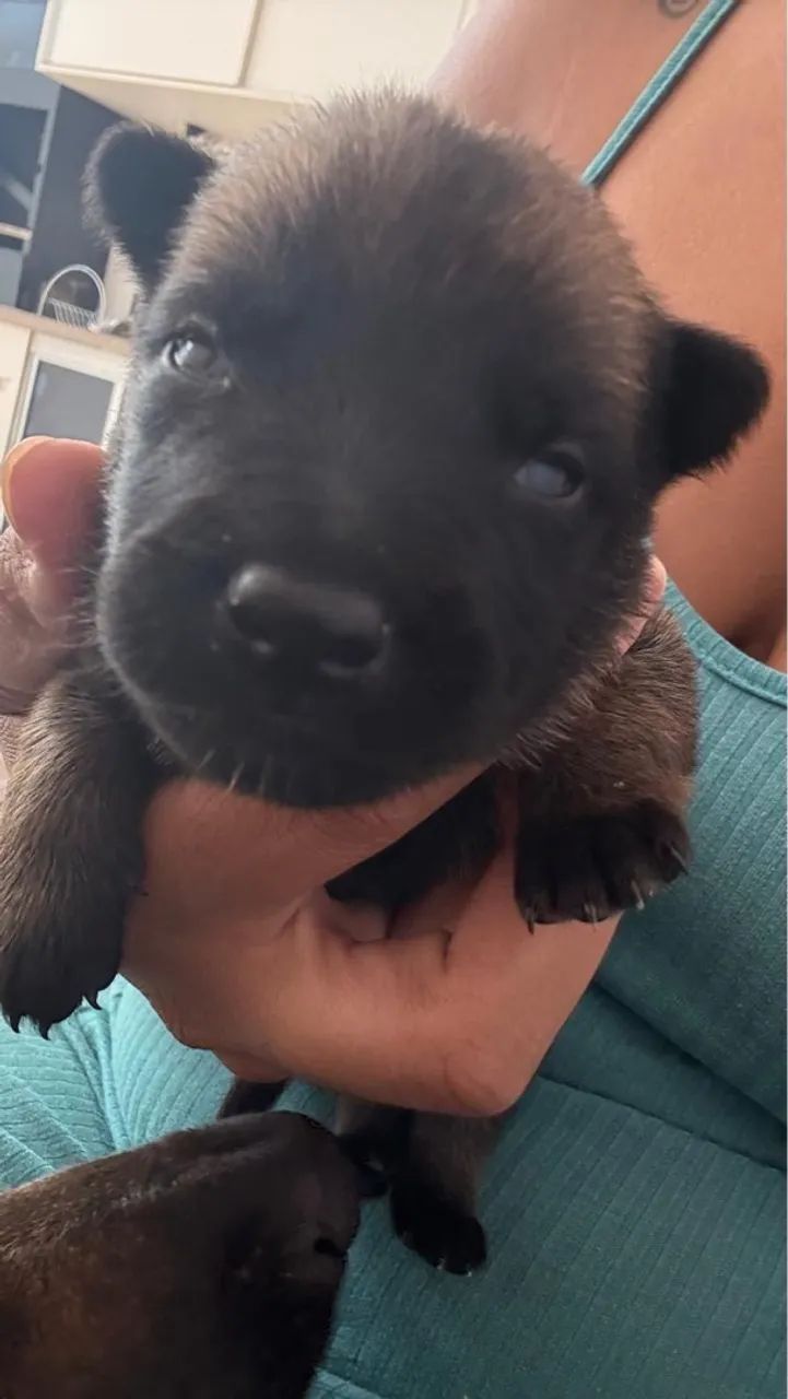 Pastor Belga Malinois  - Foto 2