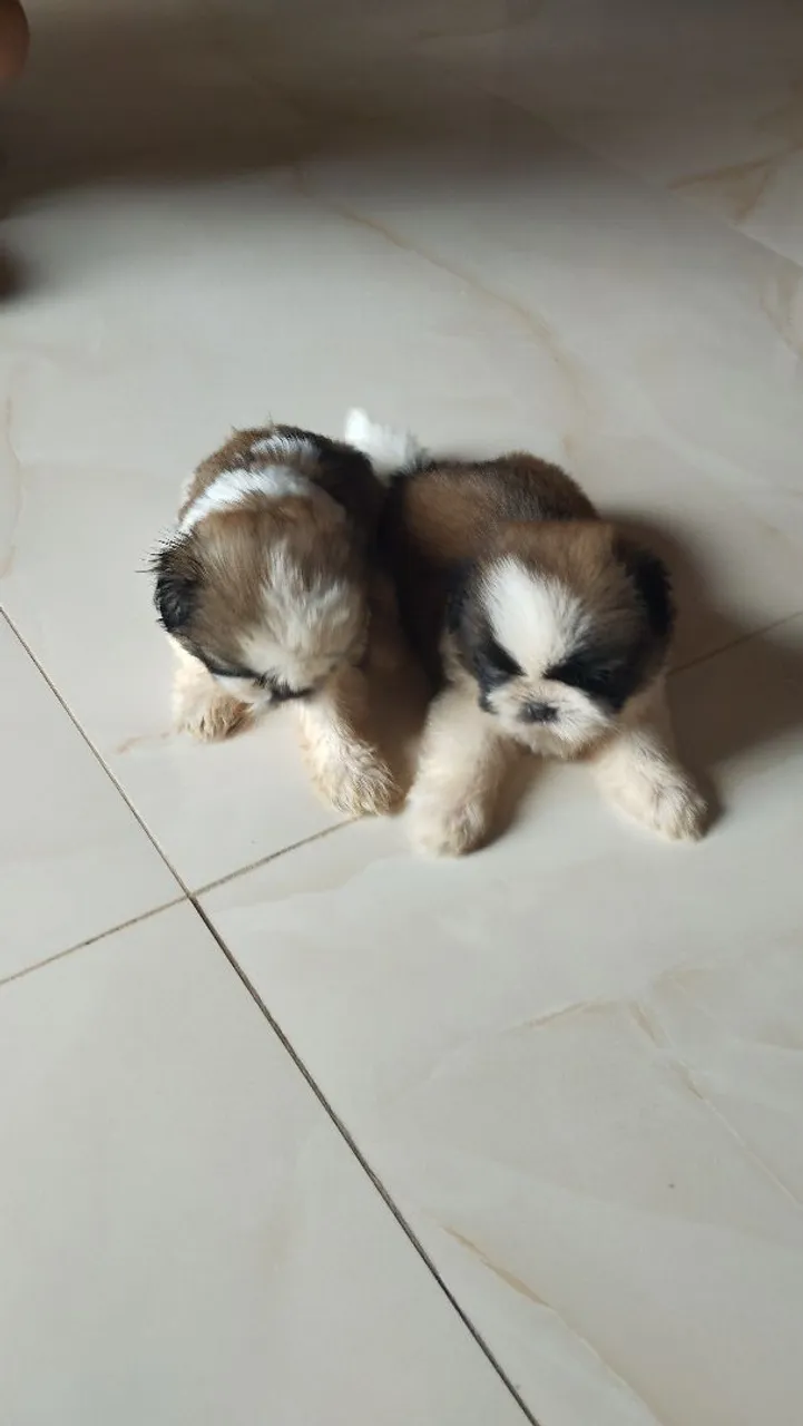 Filhotes de Shih Tzu pra vender 