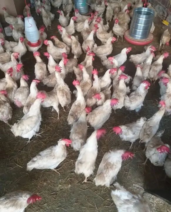 Frangos de corte para venda pé seco 