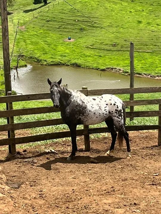 Potra appaloosa - Foto 3