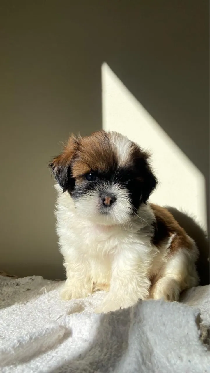 Filhote de Shih Tzu para adoção