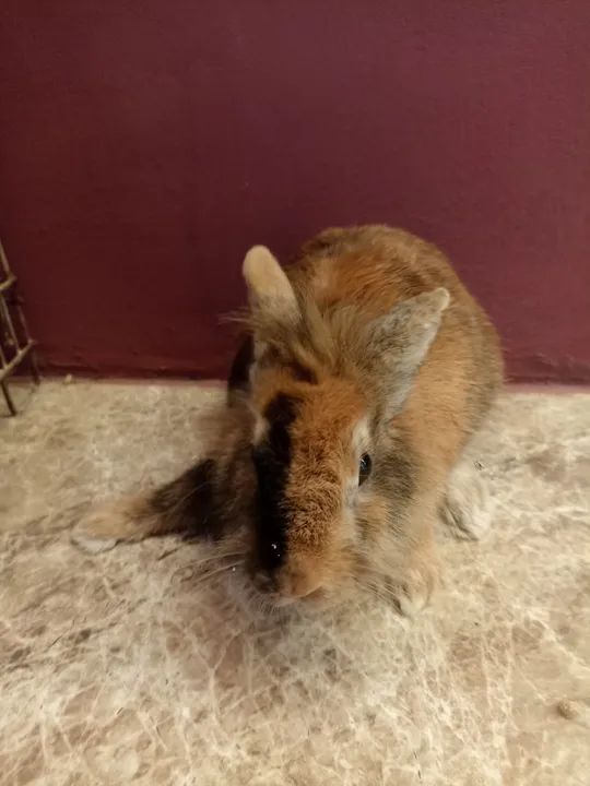 Coelhinho fofinho miniloops - Foto 2