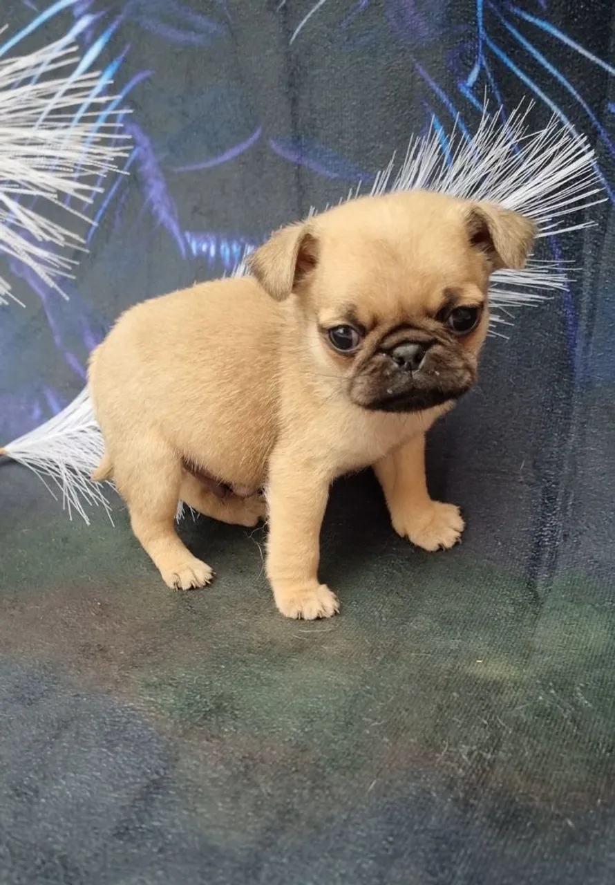 Filhote de Pug