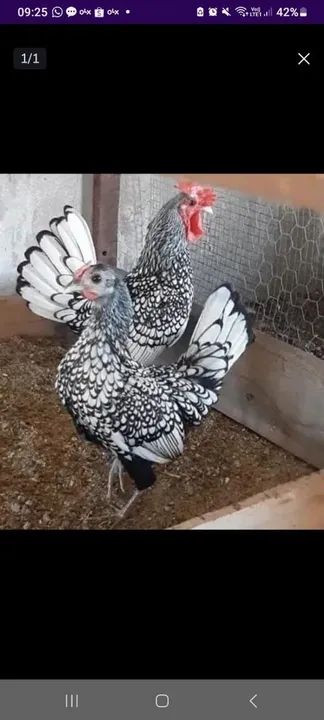 Franguinhos de Sebrith prata e dourado  - Foto 4