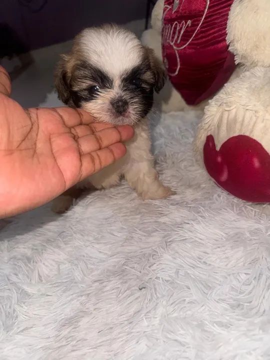 Shih Tzu filhote - Foto 4