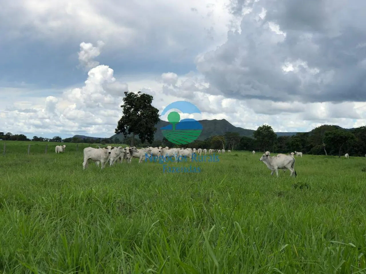 Fazenda 640 Hectares/ 132 Alqueires em Formosa-GO