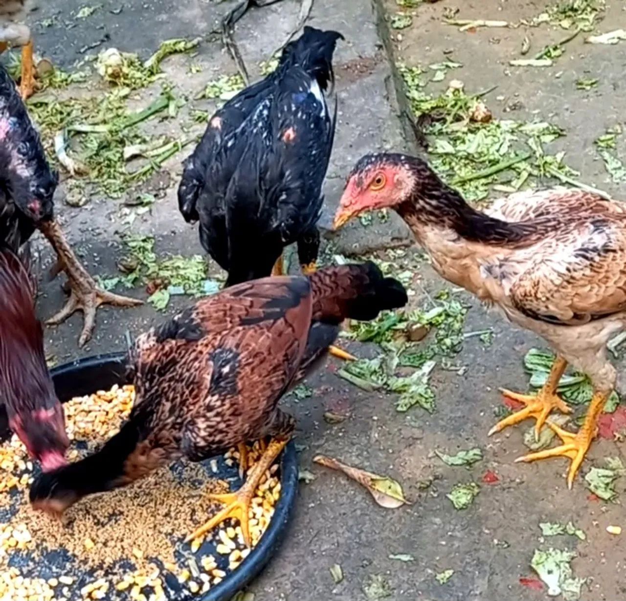 Frango novo seis meses procedência - Foto 3