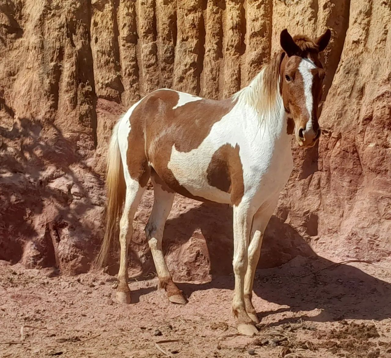 Cavalos a venda  - Foto 3