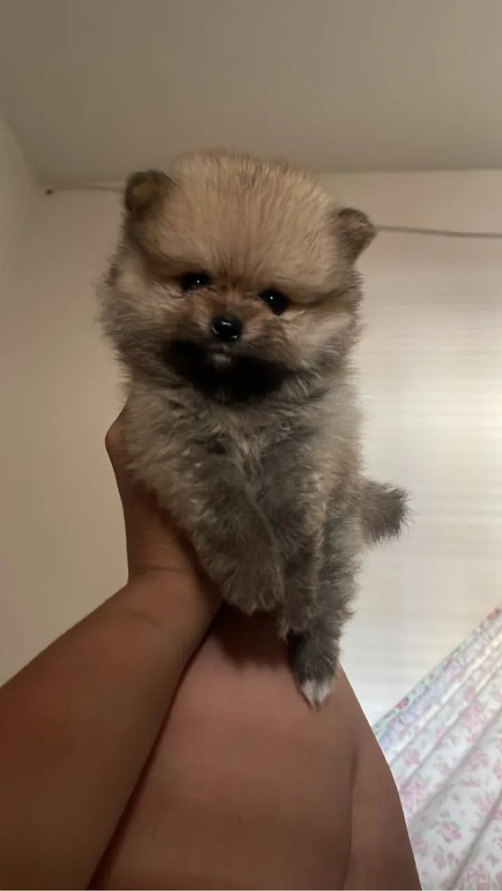 Lulu da Pomerania / Spitz