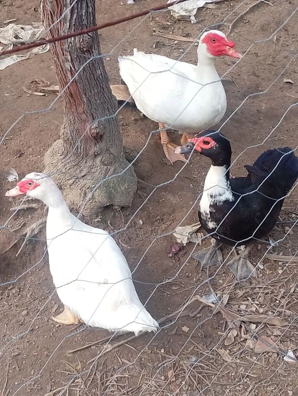 Patos  - Foto 2