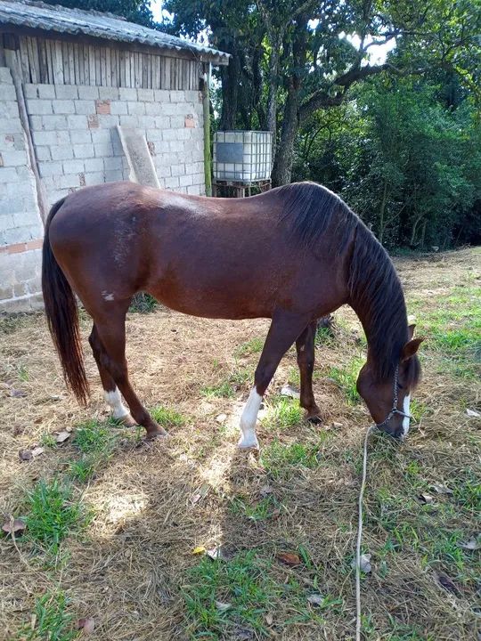 Venda de égua mangalarga  - Foto 3