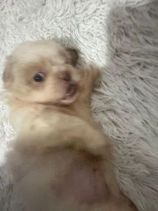 Shih Tzu filhote - Foto 6