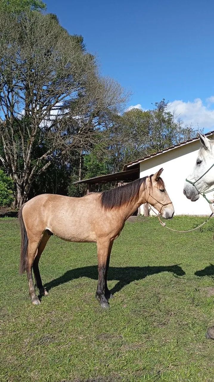 POTRO DE 1 ANO E 3 MÊSES À VENDA - Foto 4