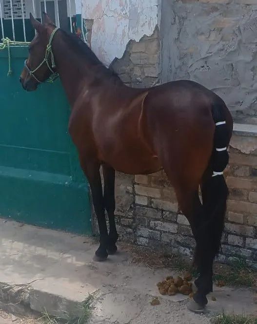 Potro Mangalarga Marchador - 2,7 meses - São Gonçalo Campos-BA - Foto 3