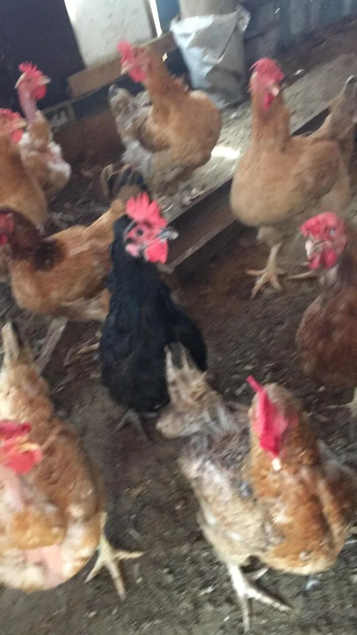 Galinha caipira e poedeira - Foto 2