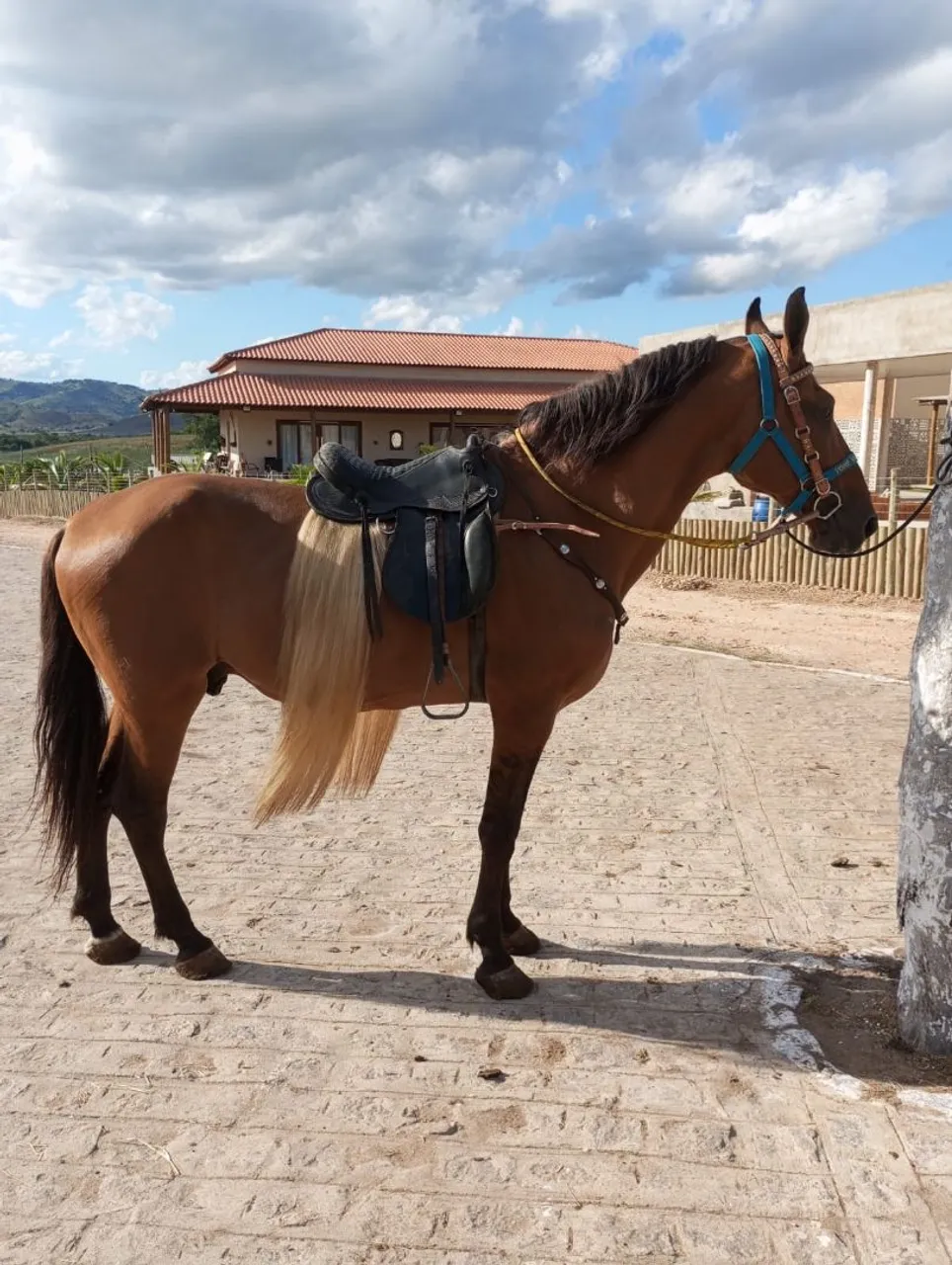 Cavalo com Pelagem Marrom e Crina Clara