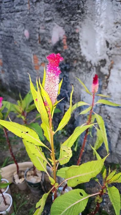 Mudas de Crista de Galo  - Foto 3
