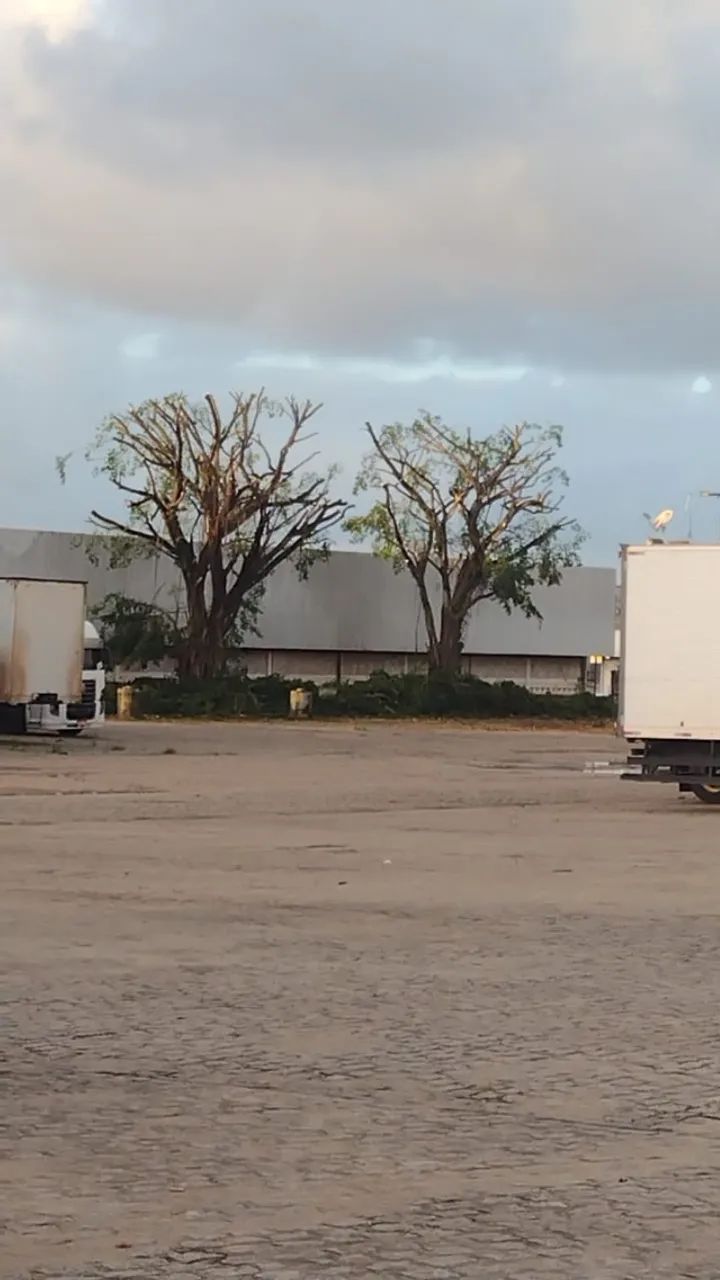 Poda e corte de Árvores - Foto 3