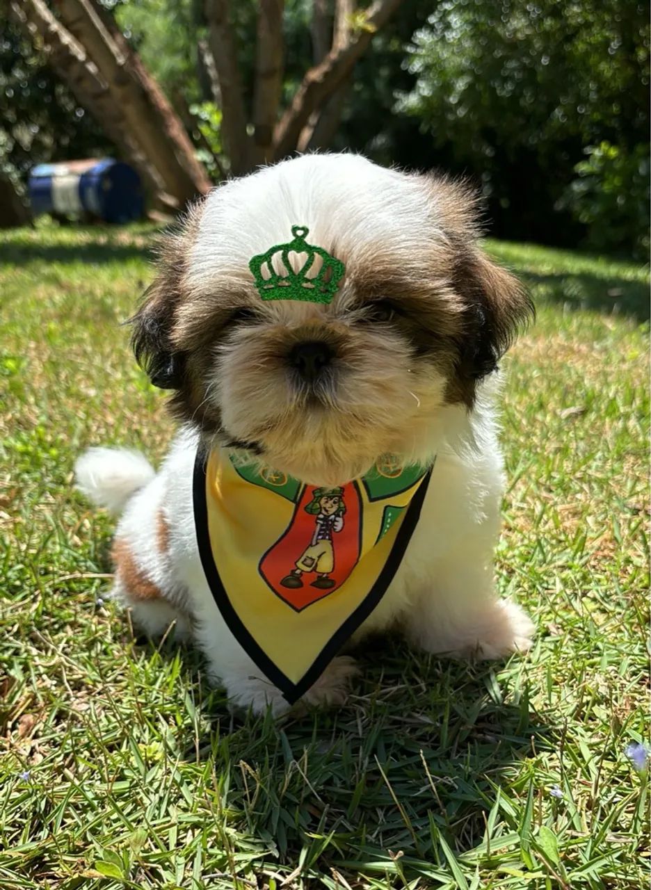 Vendo Macho de Shitzu mini  - Foto 2