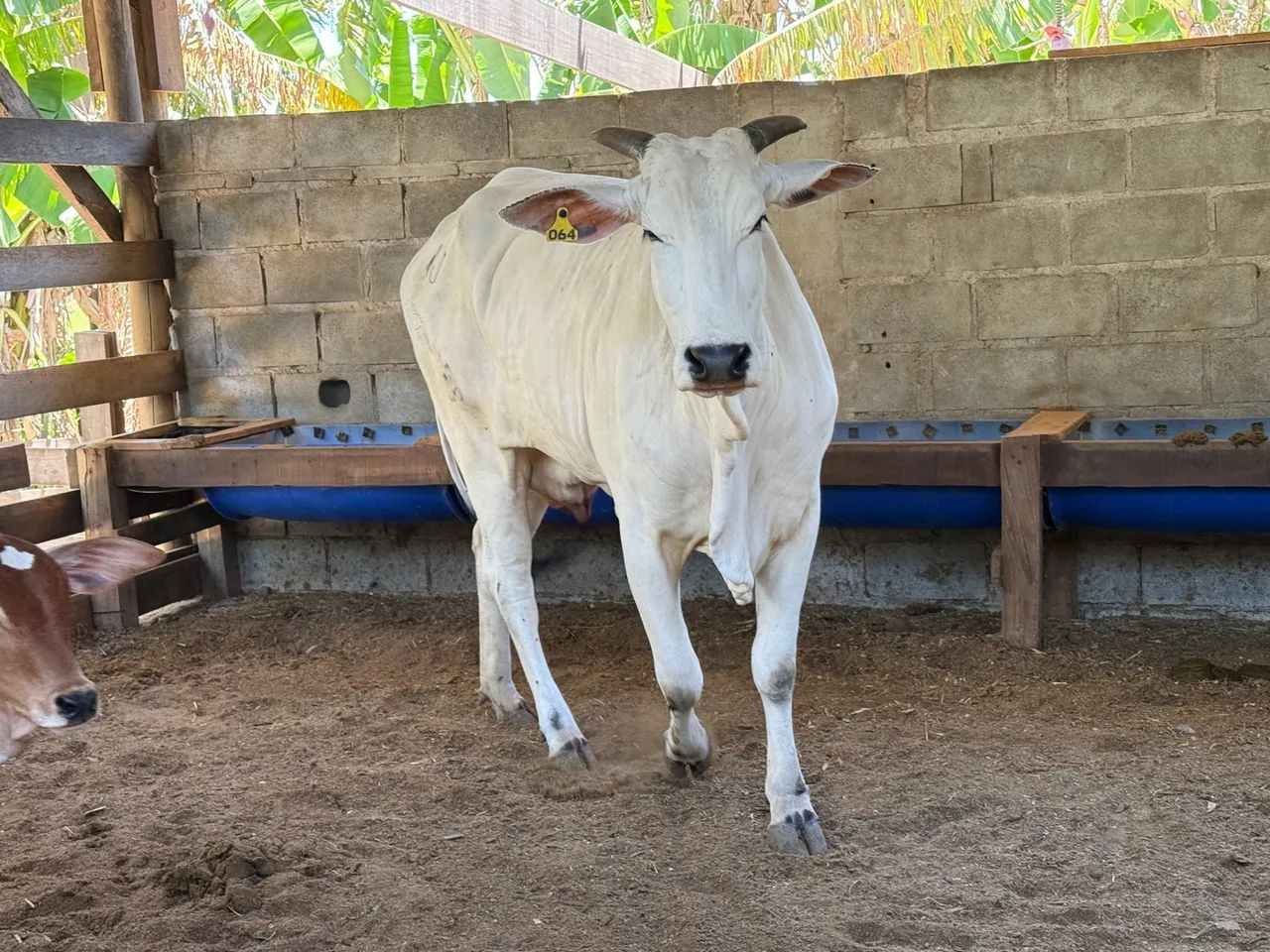 Lote de vacas e novilhas  - Foto 4