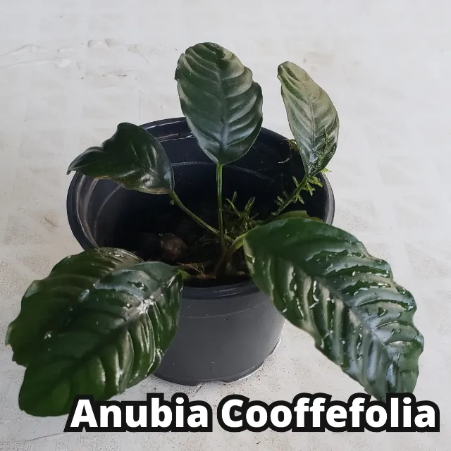 Anubia Cooffefolia Linda Planta Aquario Plantado
