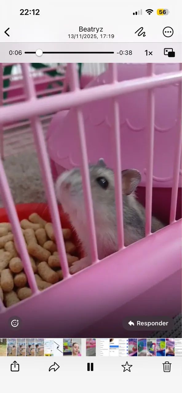 Doação hamster