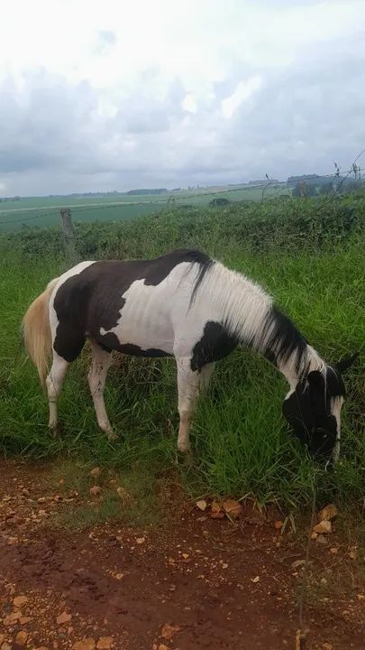 Potra tubiana  - Foto 2