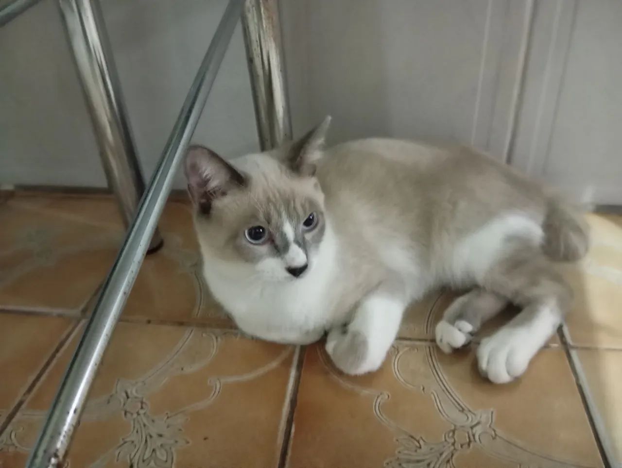 Dois gatos fofinhos para adoção - Foto 2