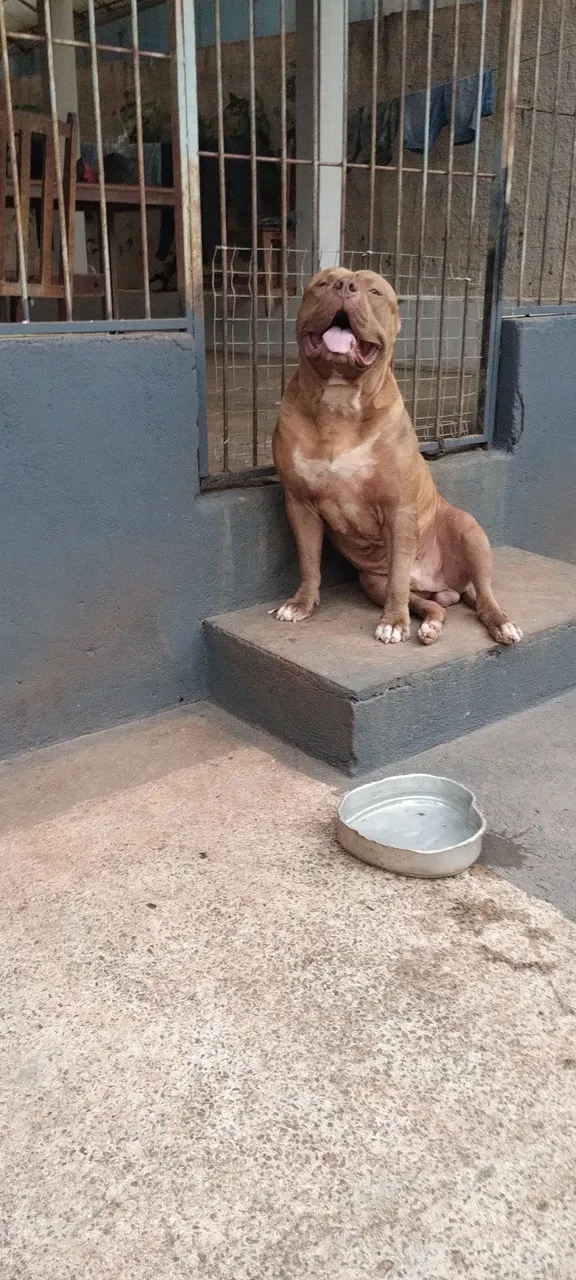 Pitbull - Cão para adoção