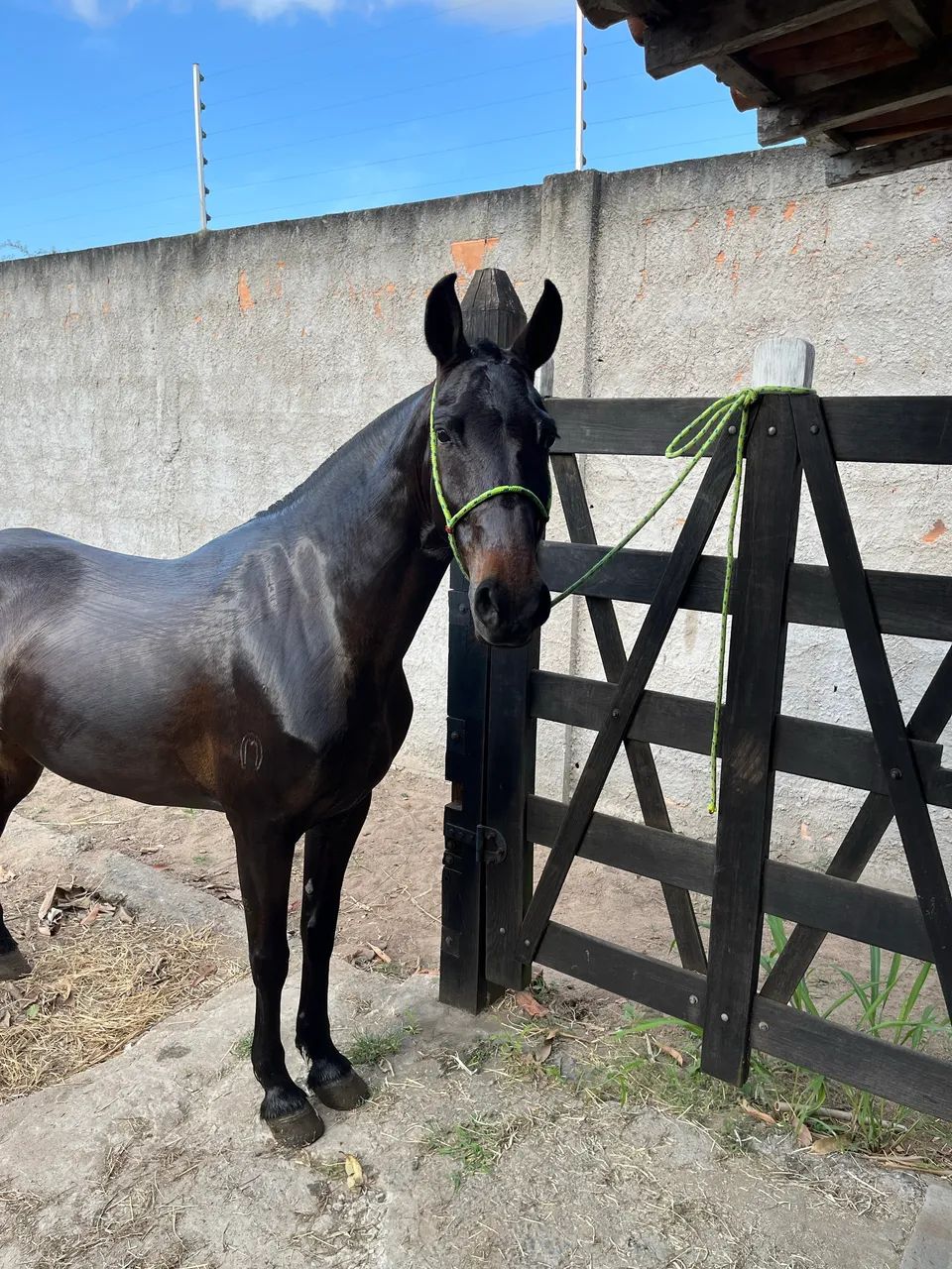 egua registrada  - Foto 4