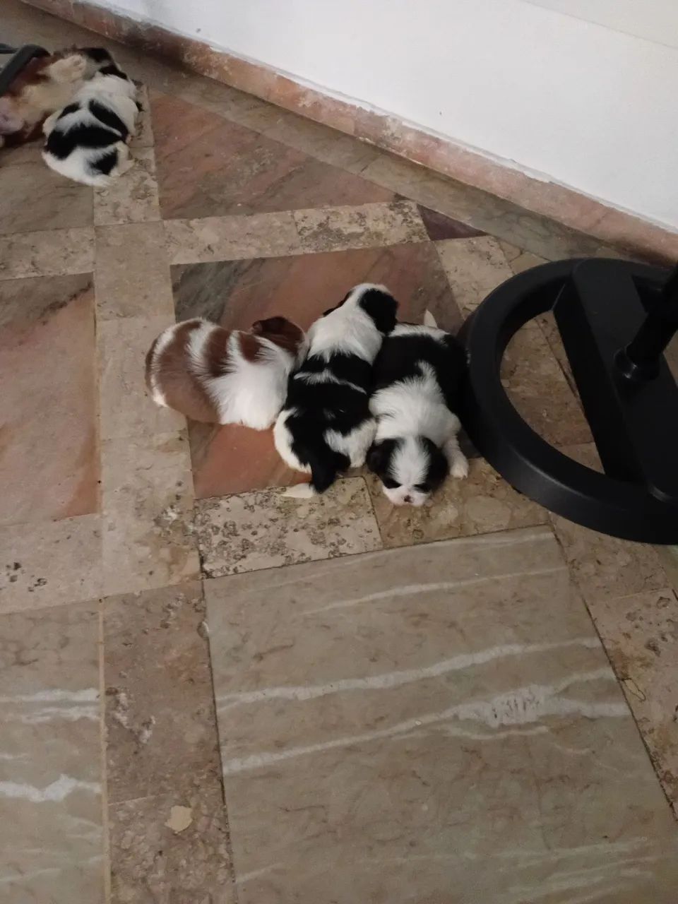 Shihtzu lindos - Foto 4