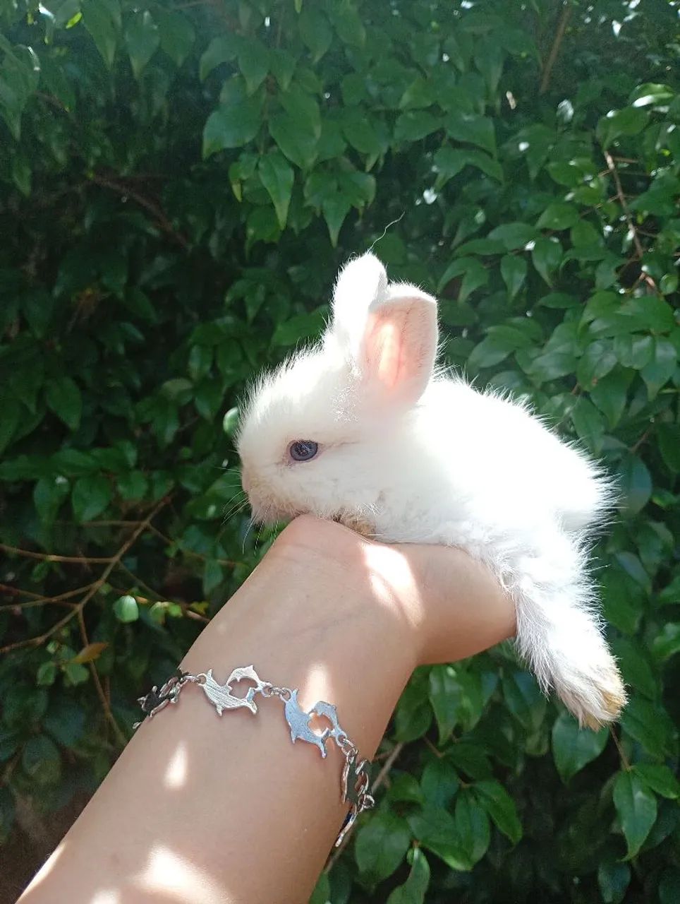 Filhotes fêmea de coelho mini lion - Foto 4