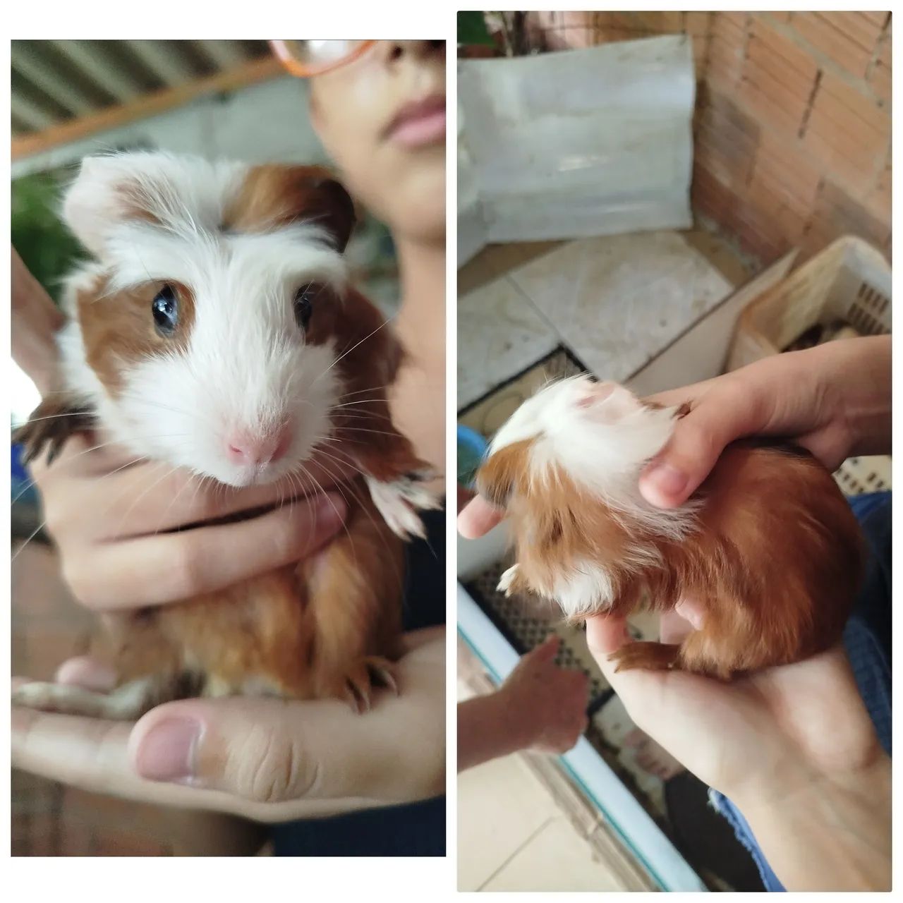 Porquinho da índia  - Foto 5