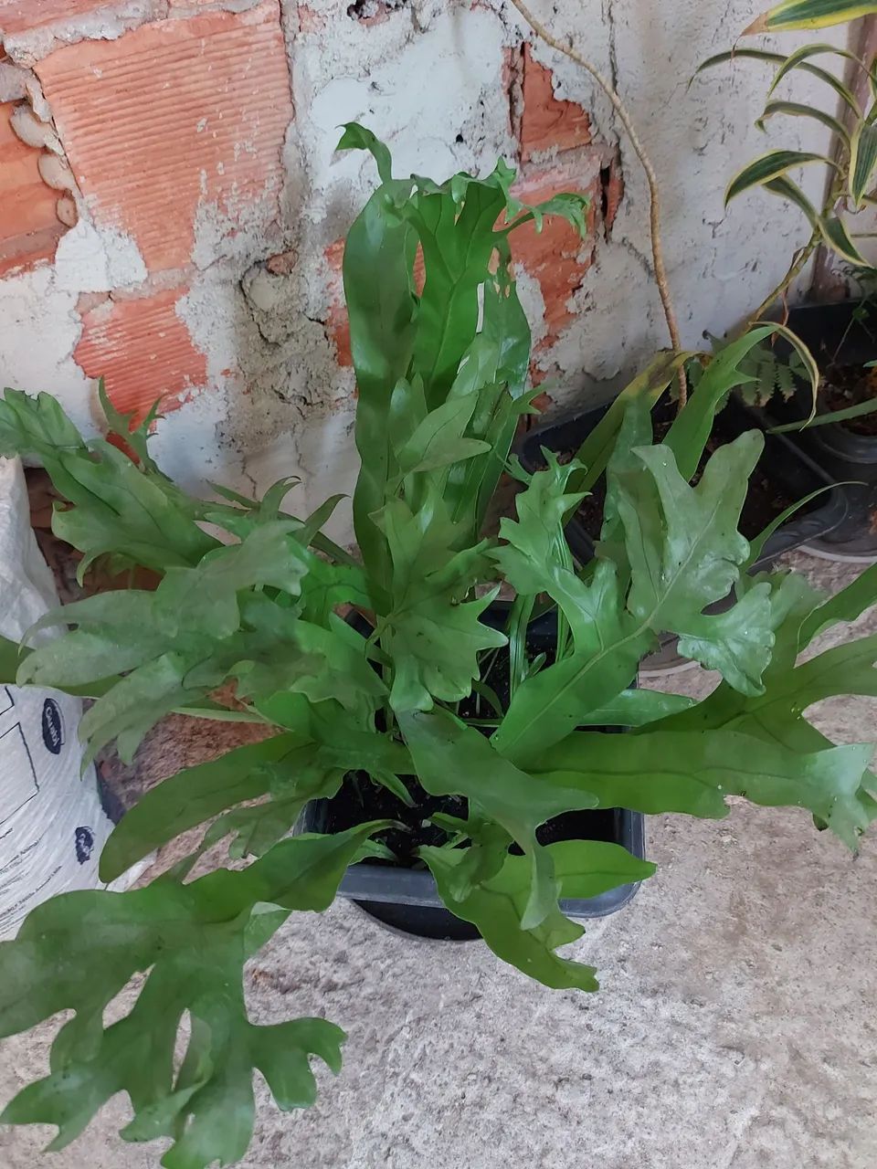 Samambaia cristata