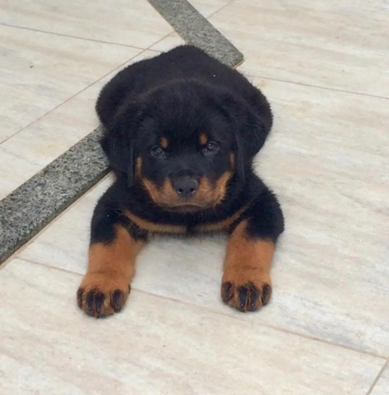 Rottweiler cabeça de touro