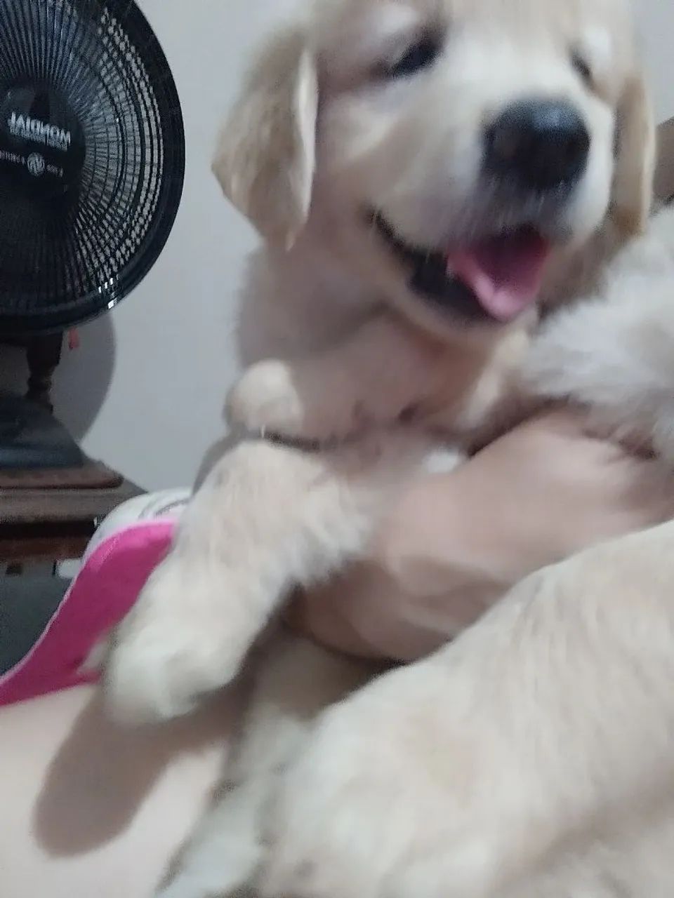 Golden Retriever  - Foto 6