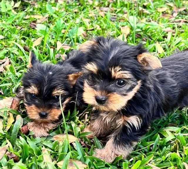 Yorkshire micro pretinho e canela com 55 dias, garantias de saúde-Daniela