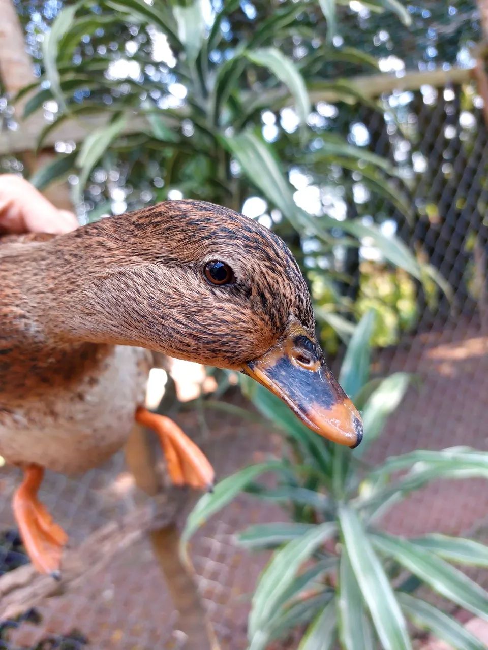 Aves a venda - Foto 4