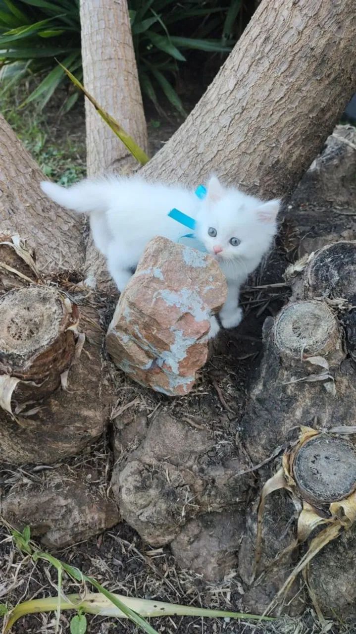 Angorás Fêmeas! - Foto 6