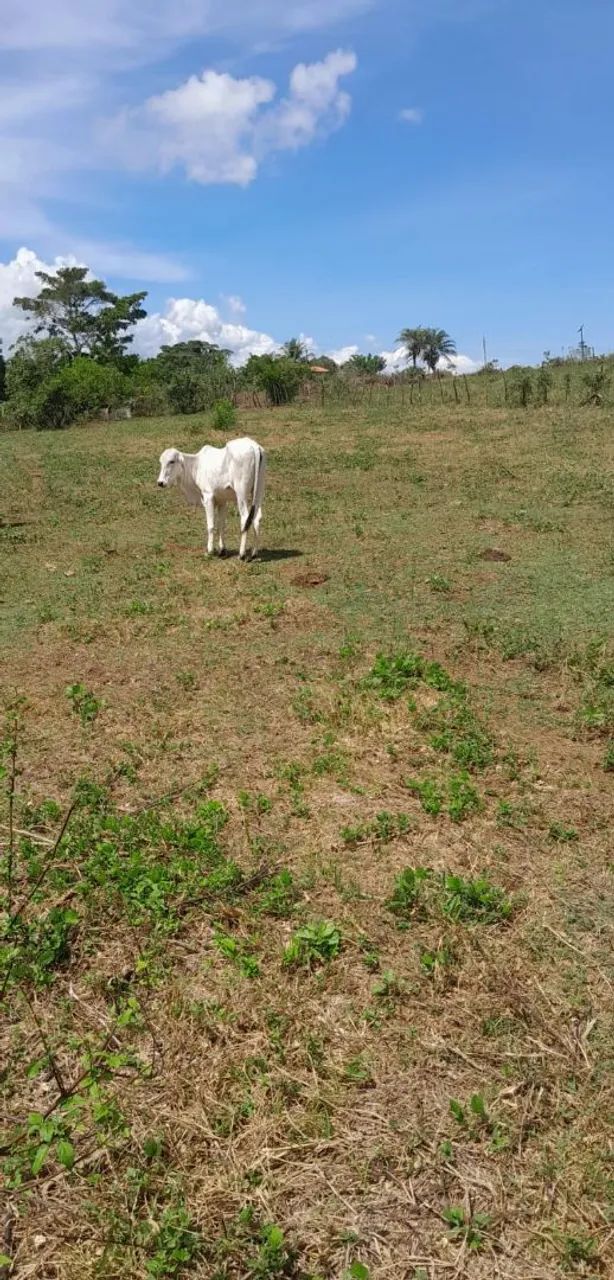 Bezerro Branco - Ótimo para Criação - Foto 3