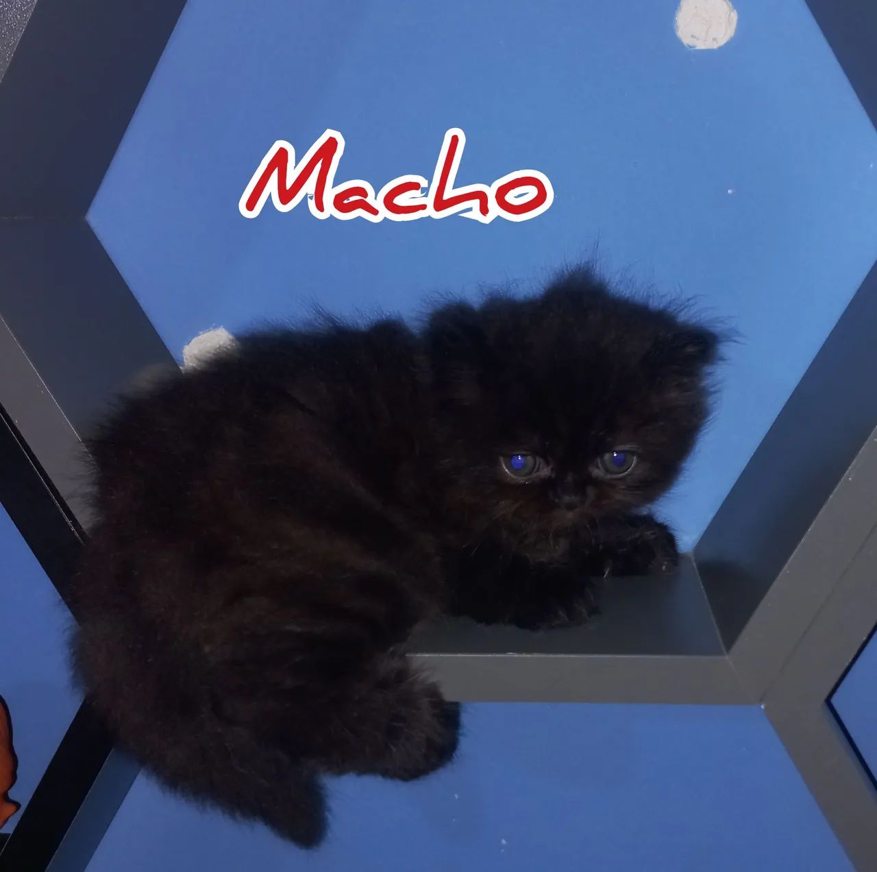 Filhotes de Gatos Persas64313863683203122