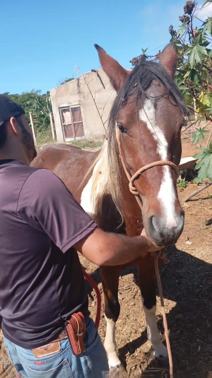 Vendo Mangalarga Marchador Puro Registrado