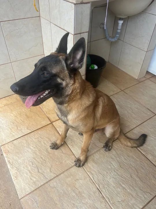 Pastor Belga de Malinois p/cobertura - Foto 2