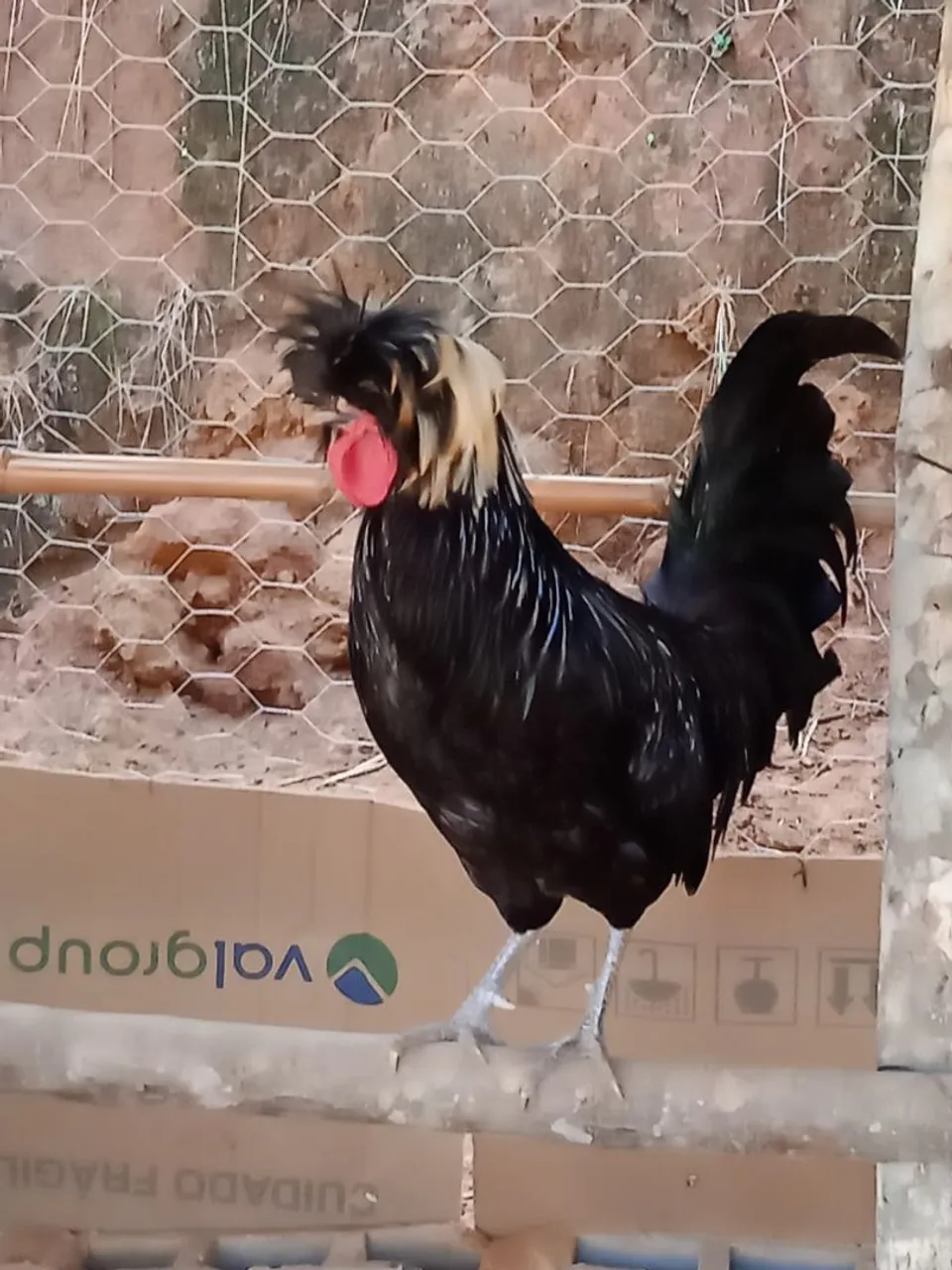 Galos polonês e um frango de sedosa do Japão