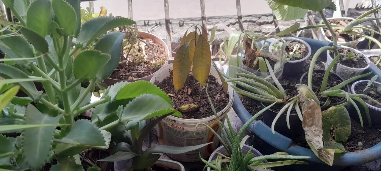 Diversas mudas a venda - Foto 5