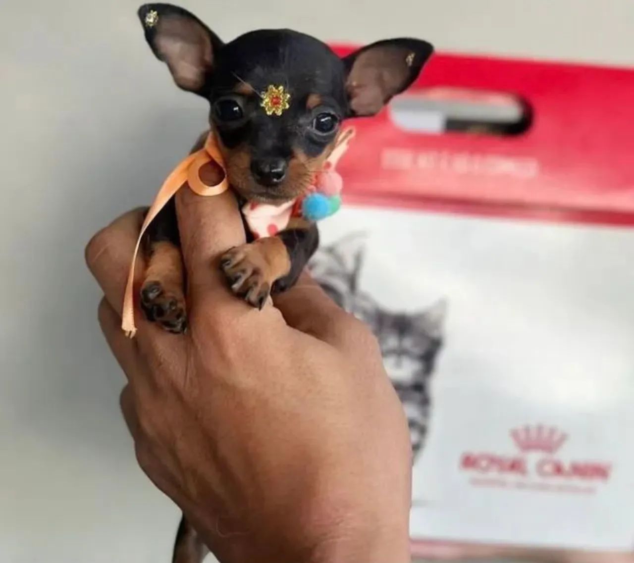 Filhotes de Pinscher 00 fêmeas e machos  - Foto 2